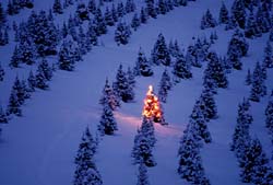 Christmas Tree Farm