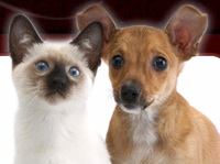 VIP Pet - Cat & Dog